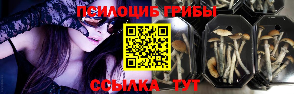 Елец  Псилоцибиновые грибы мухоморы  Вход с VPN  Псилоцибиновые грибы мухоморы 